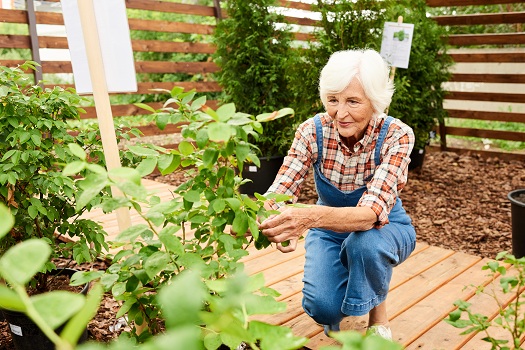 Plants Elderly People Can Easily Care for in a Small Space in Barrie, ON